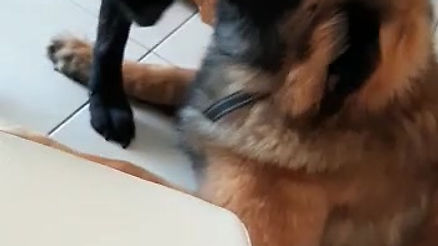 2 gros chiens jouent calmement dans une maison | Connexion Canine Lyon